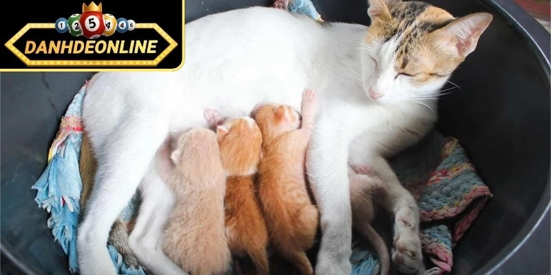 Giấc ngủ mơ thấy mèo đẻ con cảnh báo hên hay xui?