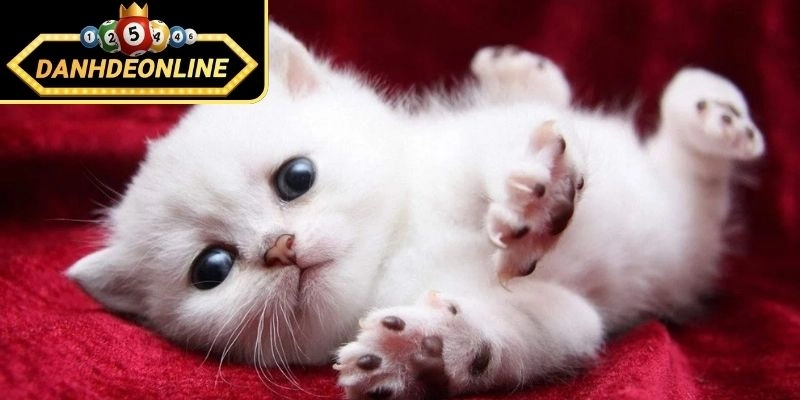 Giấc mộng mèo trắng đẻ nói lên điều gì?